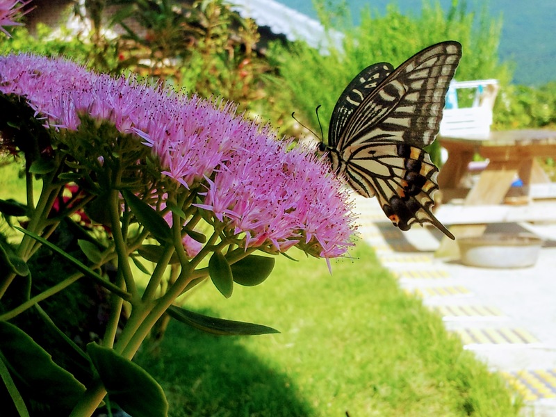 20130919 145708 호랑나비 (Papilio xuthus).jpg