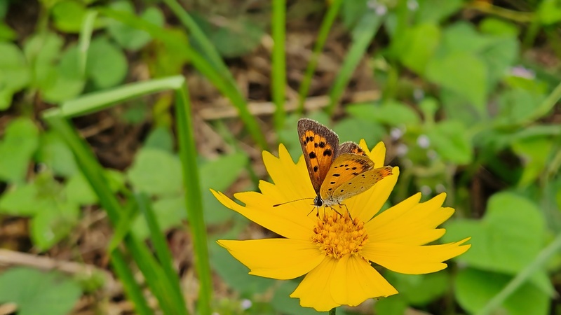 20251012 135713 작은주홍부전나비 (Lycaena phlaeas).jpg