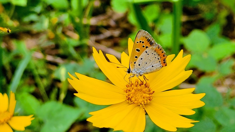 20251012 135731 작은주홍부전나비 (Lycaena phlaeas).jpg