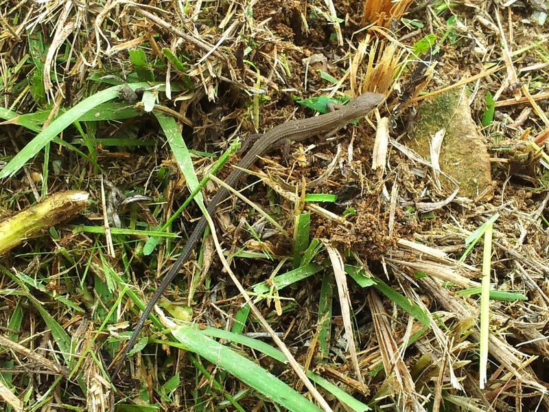 20130907 105340 줄장지뱀 (Takydromus wolteri).jpg