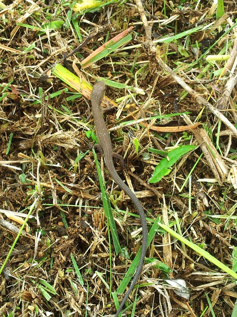20130907 105313 줄장지뱀 (Takydromus wolteri).jpg