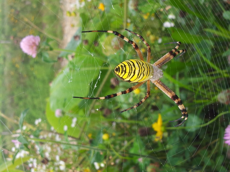 20130730 071422 긴호랑거미 (Argiope bruennichi).jpg