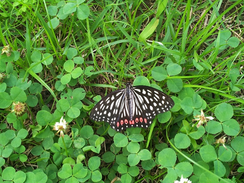 20130729 180135 홍점알락나비 (Hestina assimilis).jpg