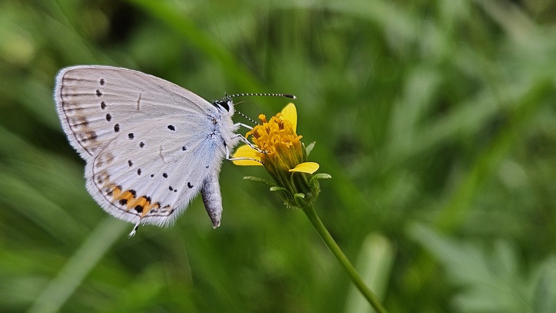 20251012 135927 암먹부전나비 (Cupido argiades).jpg