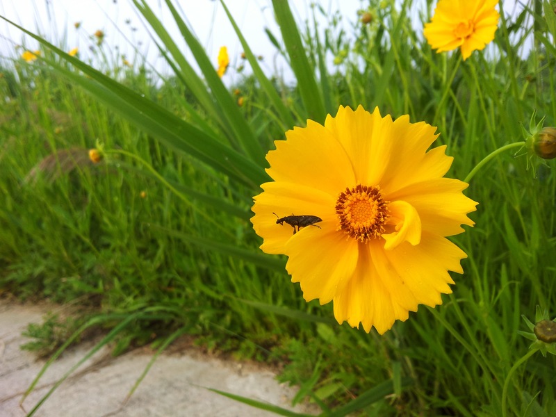 20130603 062314.jpg
