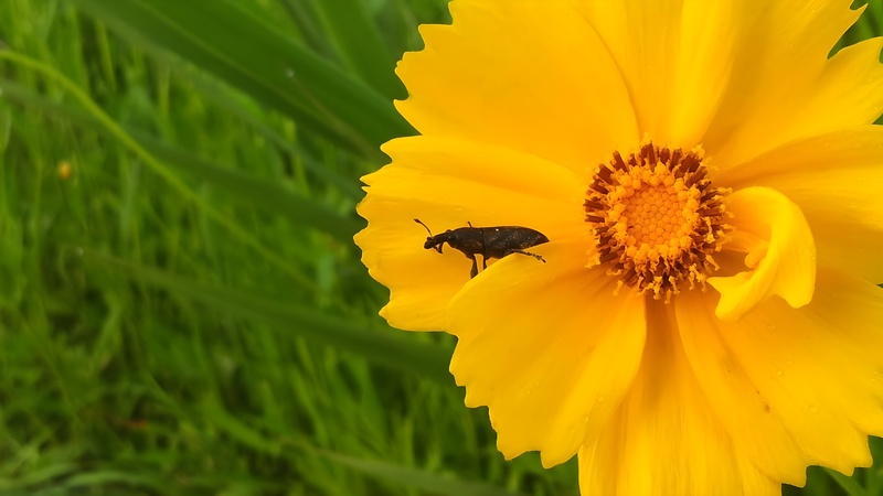 20130603 062314 cropped.jpg
