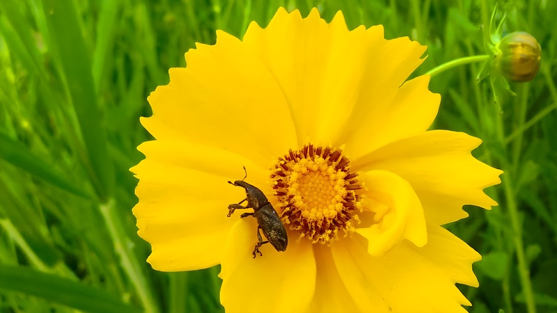 20130603 062232 cropped.jpg