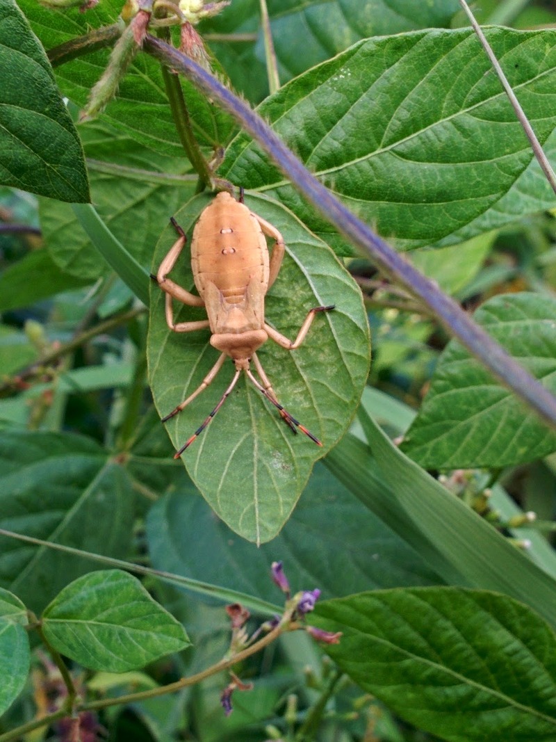 20140910 175511 장수허리노린재 (Anoplocnemis dallasi) 약충.jpg
