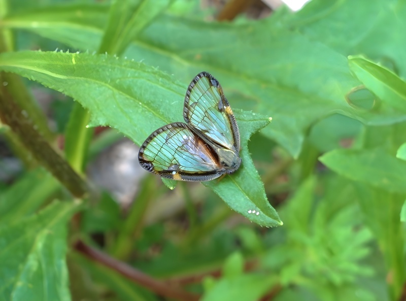 20140906 154841 부채날개매미충 (Euricania facialis).jpg