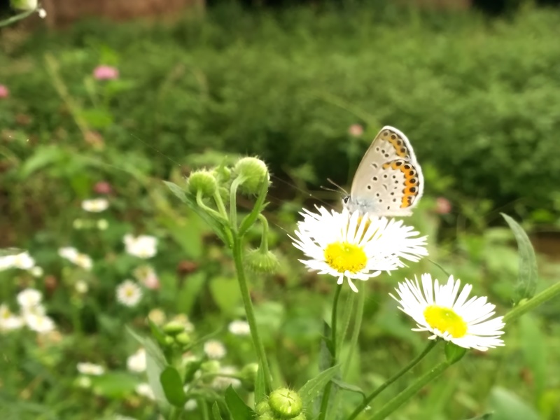 20140820 161512 부전나비 Plebejus argyrognomon.jpg