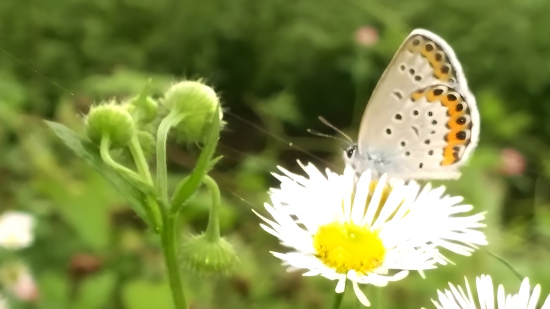 20140820 161512 cropped 부전나비 Plebejus argyrognomon.jpg