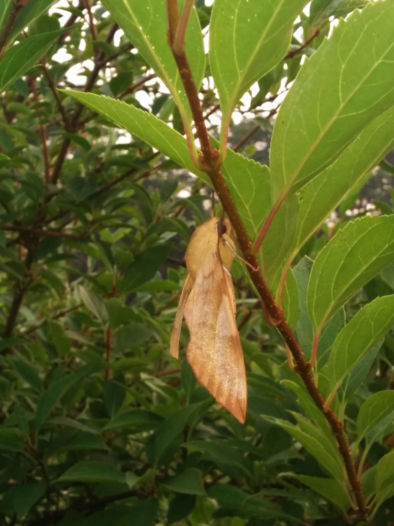 20140728 062947 콩박각시 Clanis bilineata.jpg
