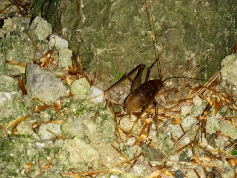 20140728 053433 꼽등이 (Diestrammena coreana).jpg
