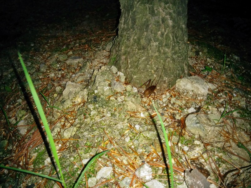 20140728 053422 꼽등이 (Diestrammena coreana).jpg