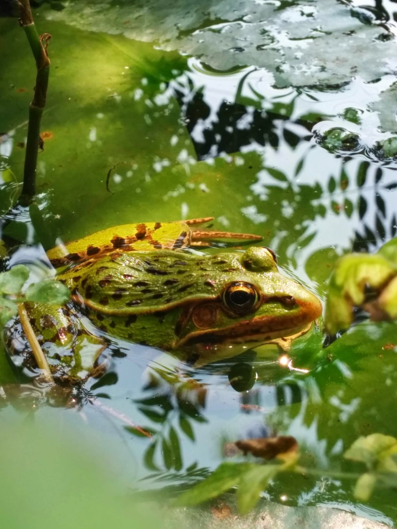 20140727 105349 참개구리 (Pelophylax nigromaculatus).jpg