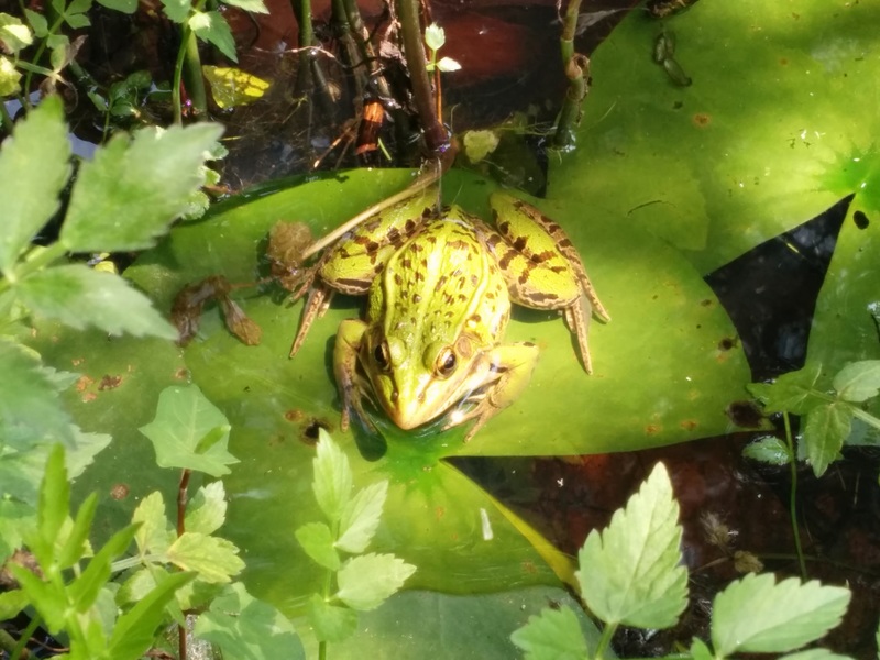 20140727 105231 참개구리 (Pelophylax nigromaculatus).jpg
