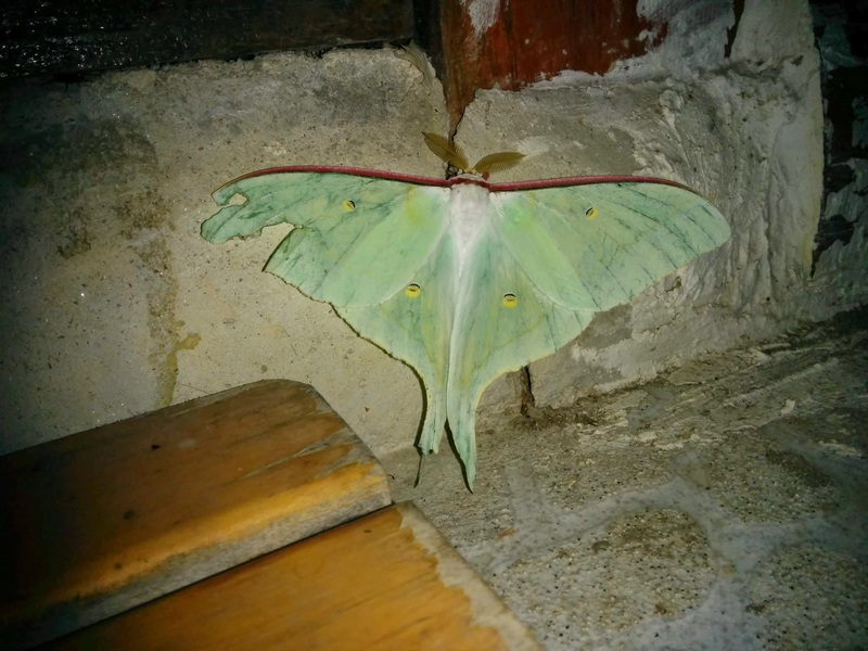 20140726 213357 긴꼬리산누에나방  (Actias artemis).jpg