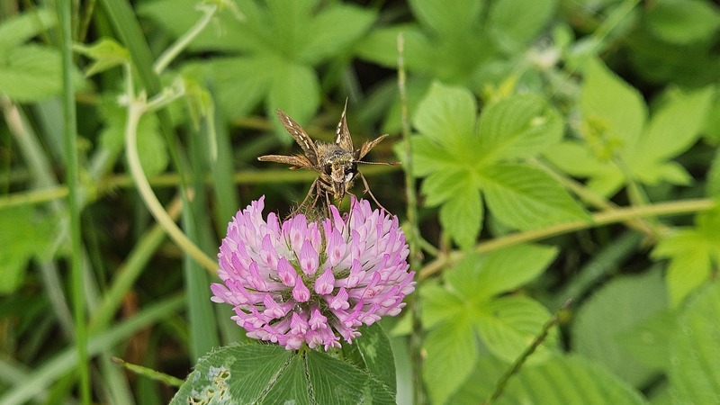 20251012 140006 줄점팔랑나비 (Parnara guttata).jpg