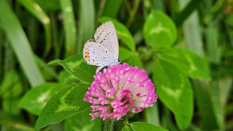 20251012 140727 암먹부전나비 (Cupido argiades).jpg