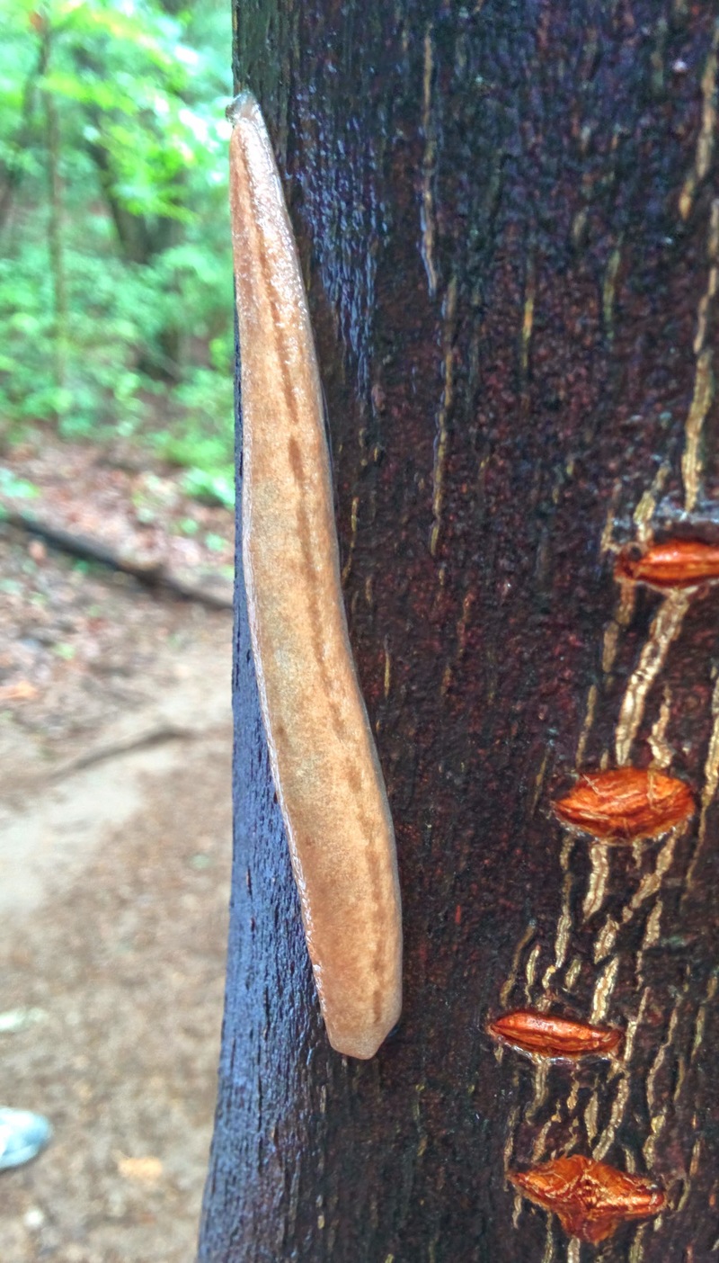 20140717 120006 민달팽이 (Meghimatium bilineatum).jpg