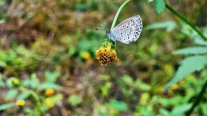 20251014 100825 남방부전나비 (Pseudozizeeria maha).jpg