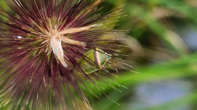 20251014 115402 가로줄노린재 (Piezodorus hybneri).jpg