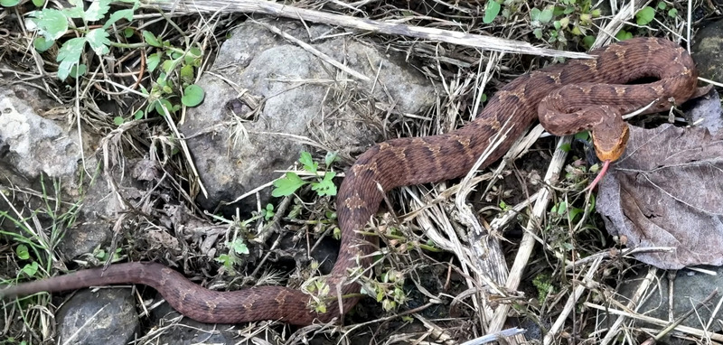 쇠살모사 (Gloydius ussuriensis).jpg