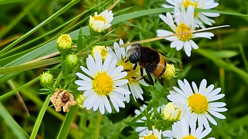 20251014 115540 cropped 왕꽃등에 (Phytomia zonata).jpg
