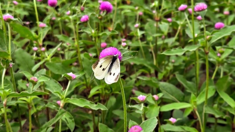 20251014 120843 배추흰나비 (Pieris rapae).jpg