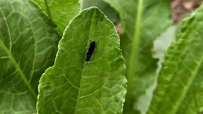20251014 121317 검정날개잎벌 (Allantus luctifer).jpg
