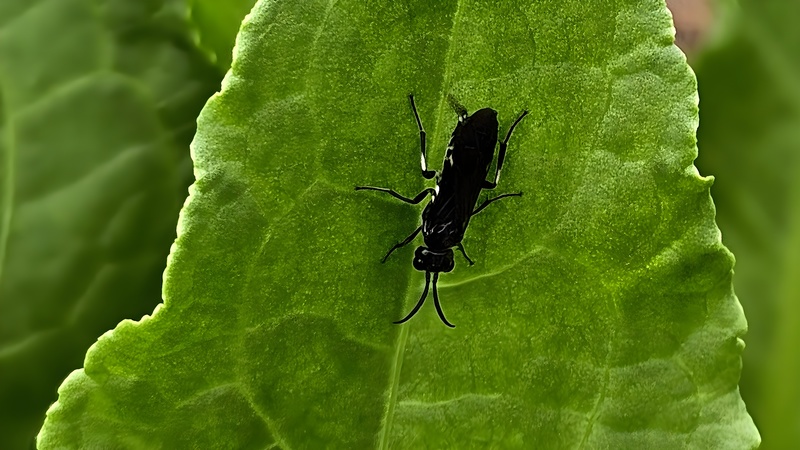 20251014 121317 cropped 검정날개잎벌 (Allantus luctifer).jpg