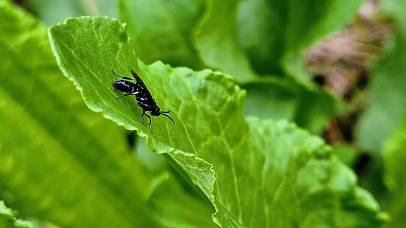20251014 121333 검정날개잎벌 (Allantus luctifer).jpg
