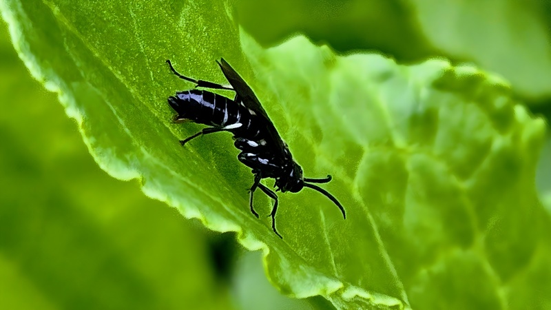 20251014 121333 cropped 검정날개잎벌 (Allantus luctifer).jpg