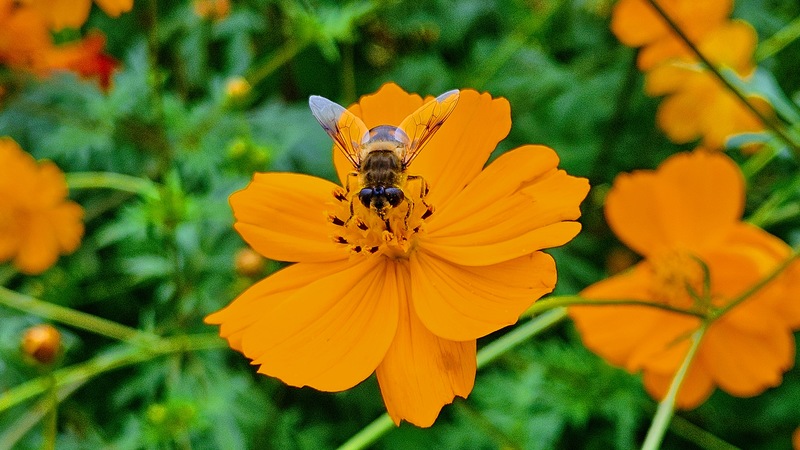 20251014 125006 꽃등에과 꽃등에 (Eristalis tenax) .jpg