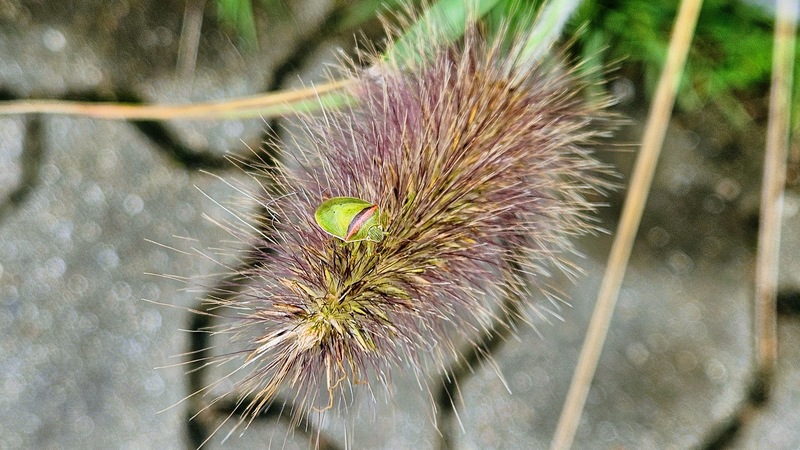 20251014 125925 가로줄노린재 (Piezodorus hybneri).jpg