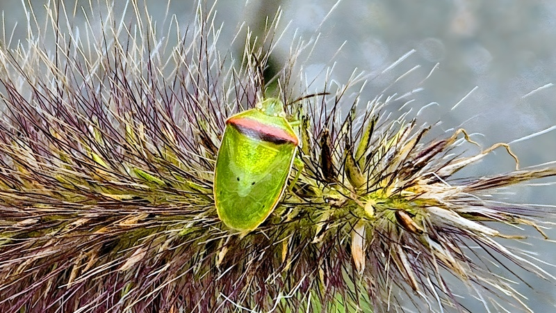 20251014 125915 cropped 가로줄노린재 (Piezodorus hybneri).jpg