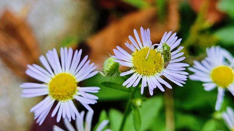 20251014 163526 밝은색장님노린재 (Taylorilygus apicalis).jpg