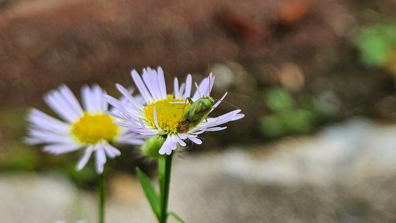 20251014 163545 밝은색장님노린재 (Taylorilygus apicalis).jpg