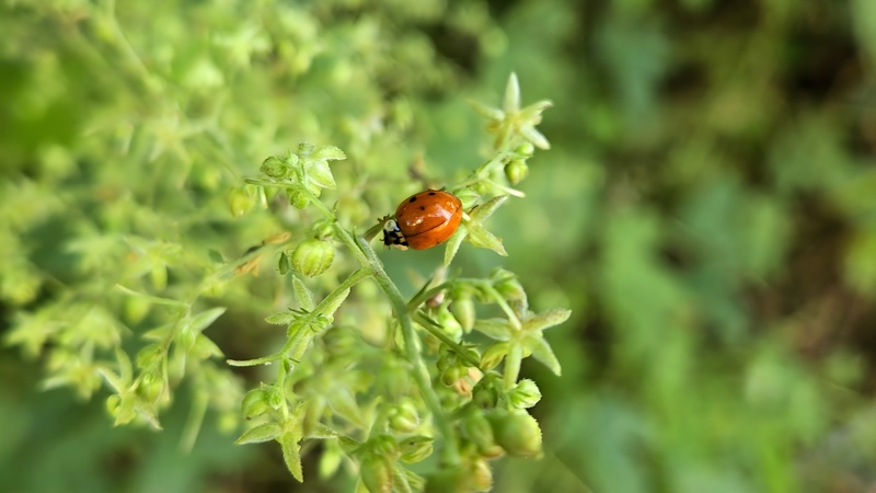 20251015 103035 무당벌레 (Harmonia axyridis).jpg