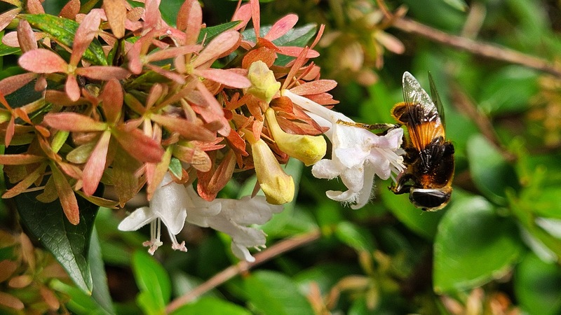 20251015 122711 왕꽃등에 (Phytomia zonata).jpg