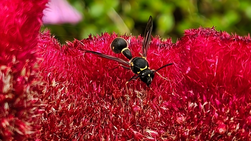 20251016 101925 cropped 점호리병벌 (Eumenes punctatus.jpg