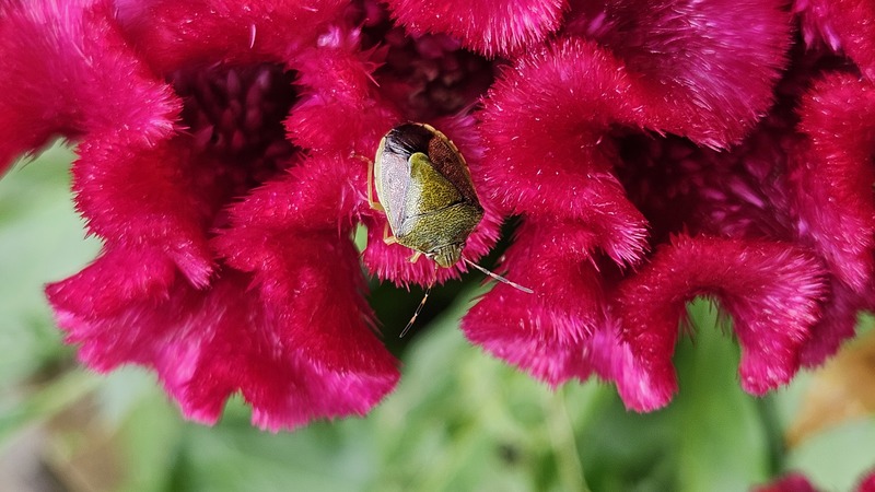 20251016 102457 갈색날개노린재 (Plautia stali).jpg