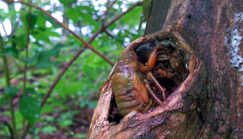 20140717 115537 말매미 유충.jpg