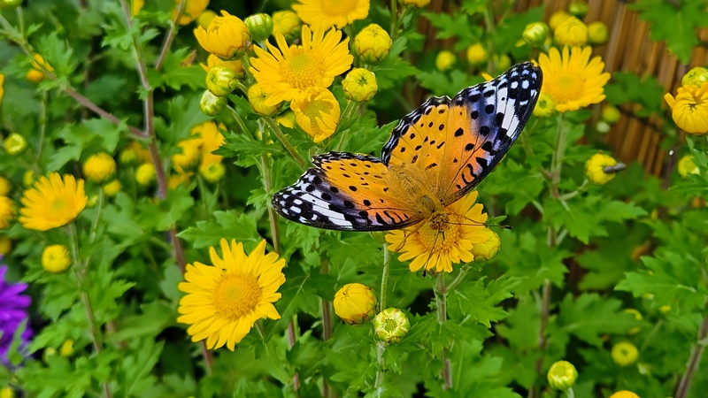 20251016 121925 암끝검은표범나비 (Argyreus hyperbius).jpg