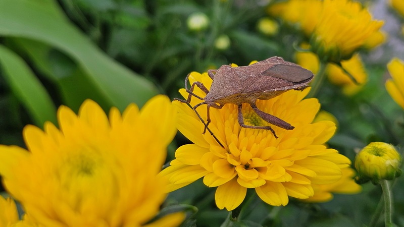 20251016 122357 장수허리노린재 (Anoplocnemis dallasi).jpg