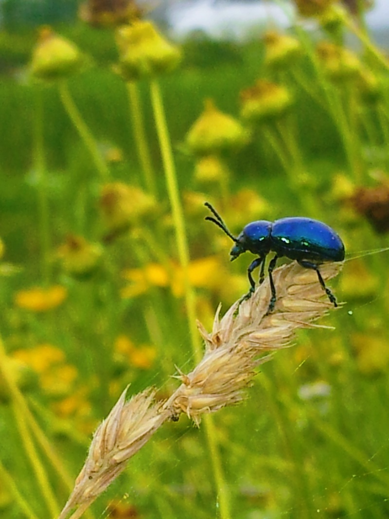 20140621 145016 중국청람색잎벌레 (Chrysochus chinensis).jpg