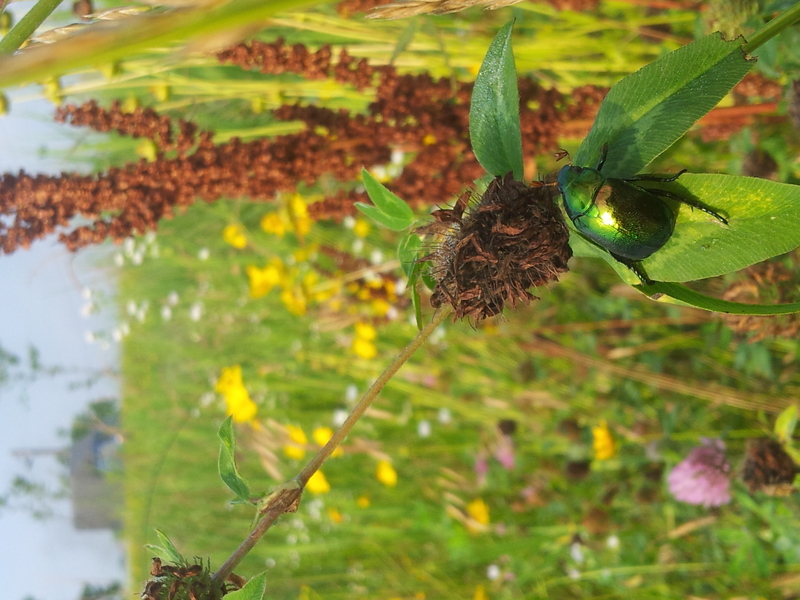 20140618 072626 풍뎅이 (Mimela splendens).jpg