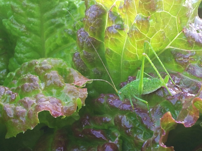 20140618 063456 실베짱이 (Phaneroptera falcata).jpg