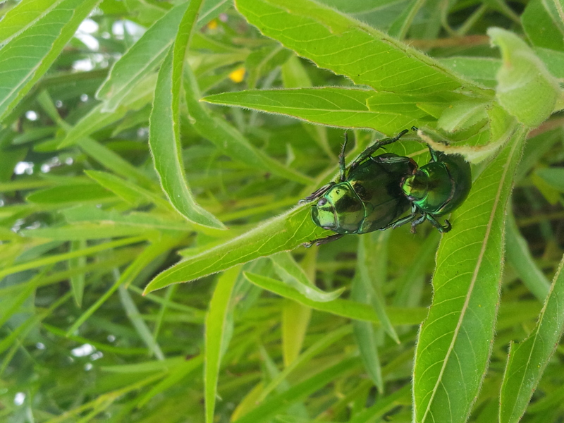 20140617 071906 풍뎅이(Mimela splendens).jpg