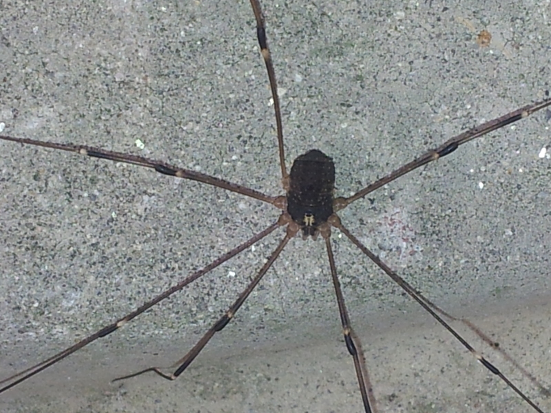 20140612 133041 등가시장님거미 (Gagrella grandis).jpg